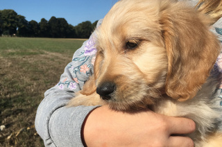 Tina Wermelskirchen Welpenstunde
